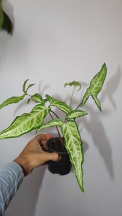 Sadnice - sobne biljke: Syngonium Angustatum